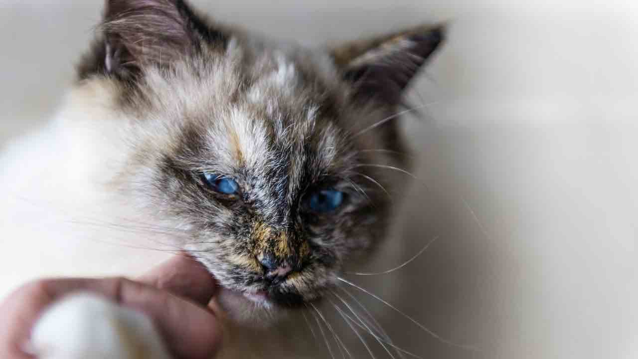 il tuo gatto ti mordicchia
