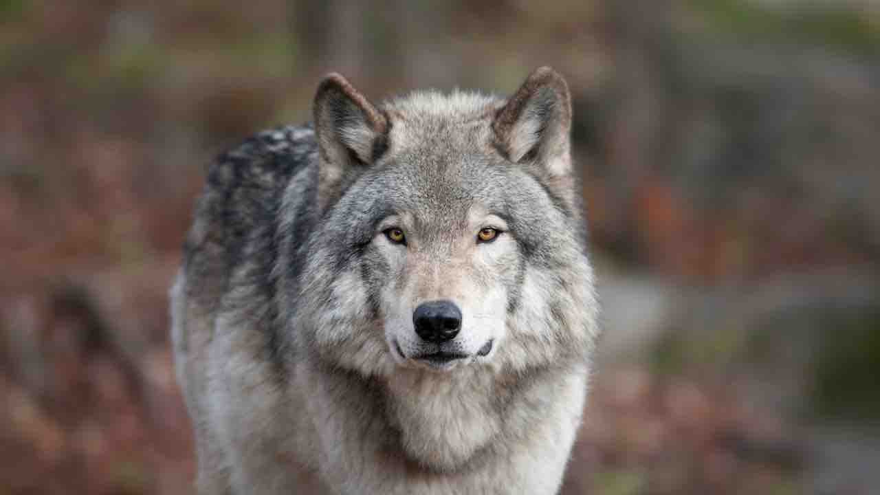 lupo selvatico