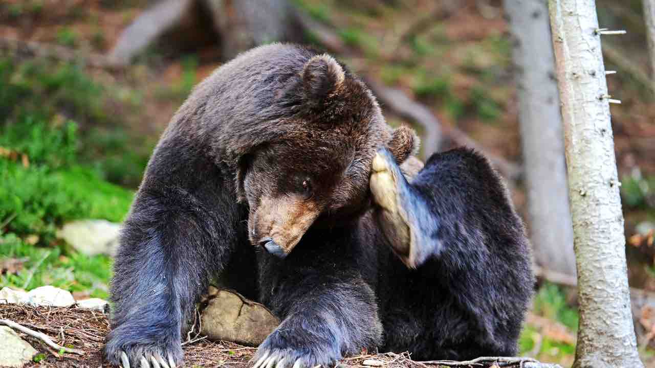 orso nel bosco