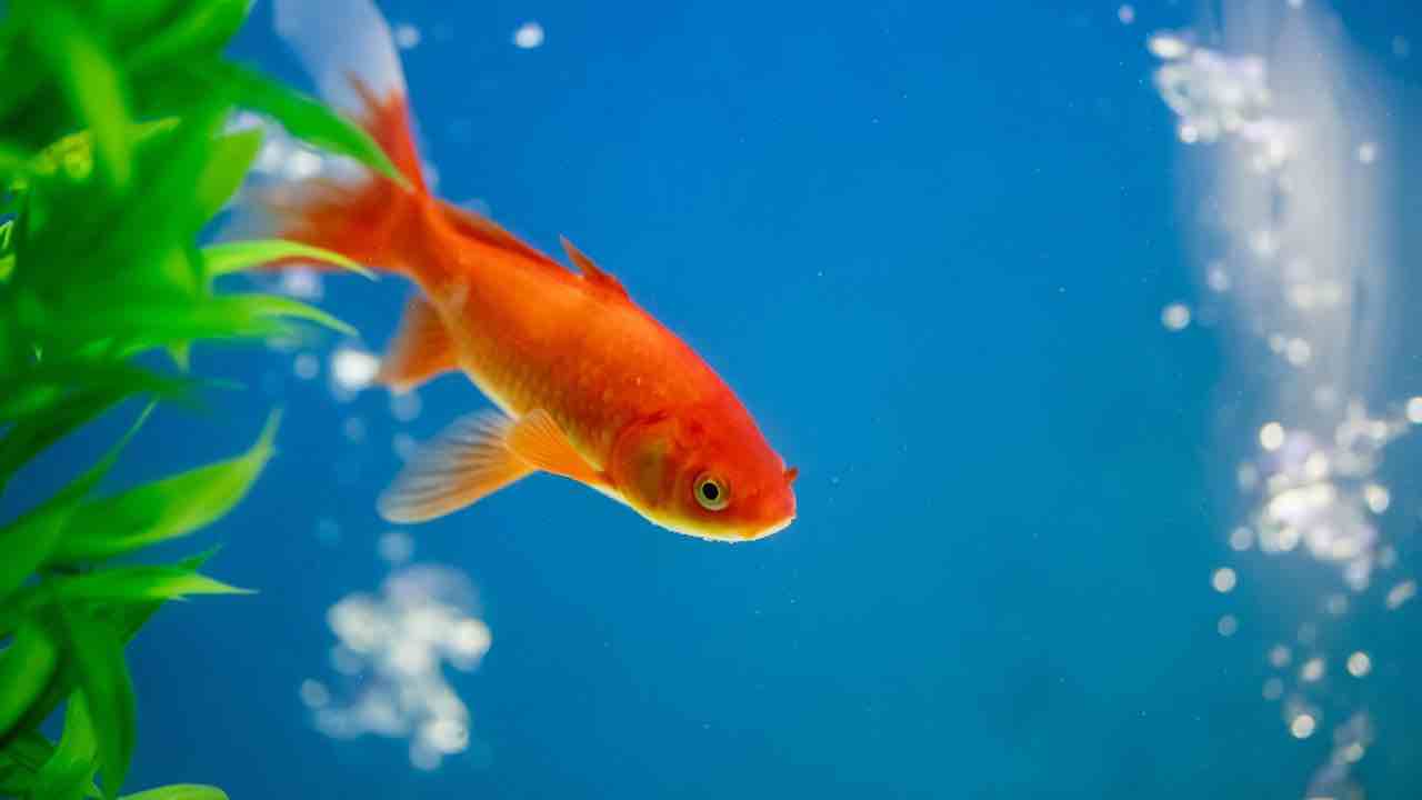 Il pesce rosso che ha vissuto 43 anni | Tish il suo nome