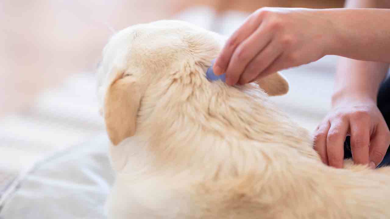 Eliminare le pulci in casa su divani letti e tappeti