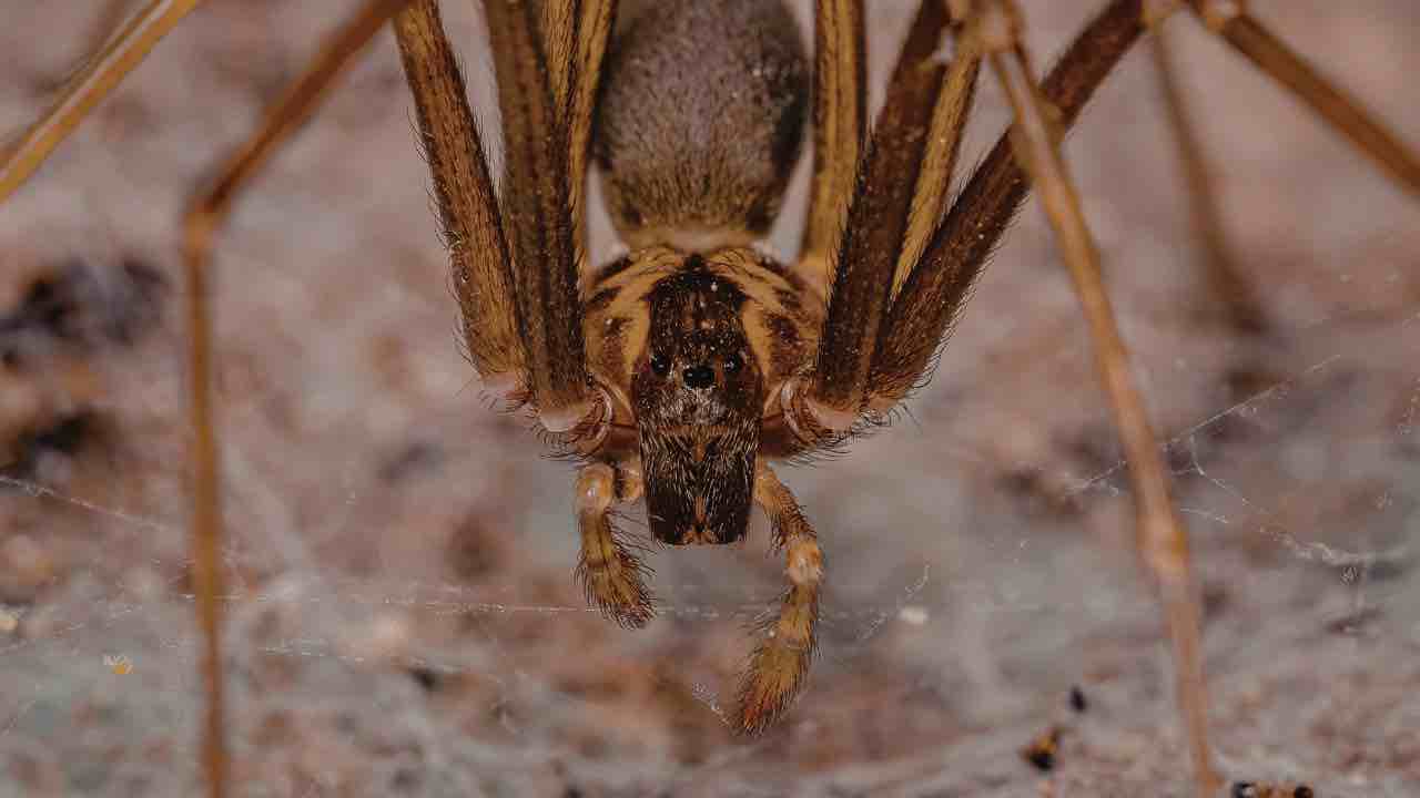 I 5 ragni più pericolosi per l’uomo