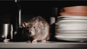 ratto in casa