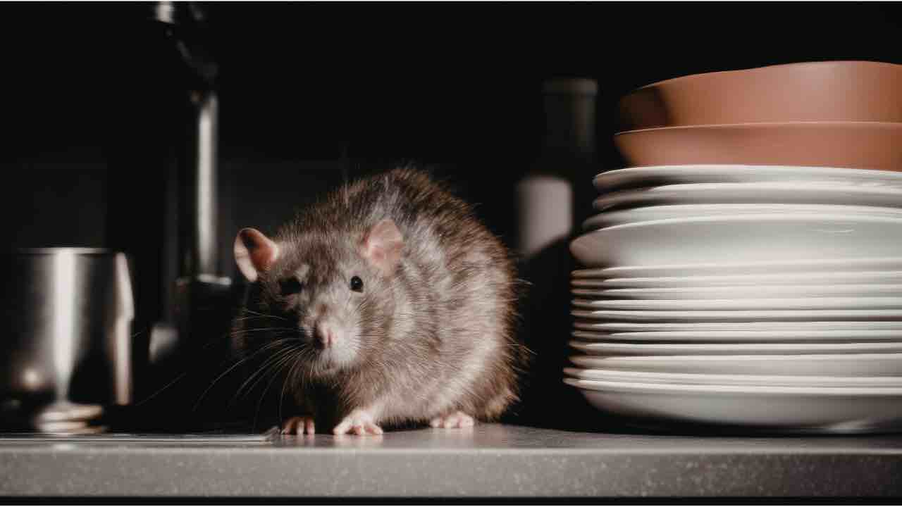 Ratti in casa, come si allontanano e te ne liberi una volta per tutte