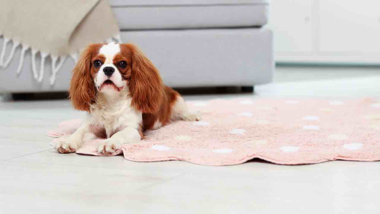 Come lavare i tappetini del tuo animaletto domestico