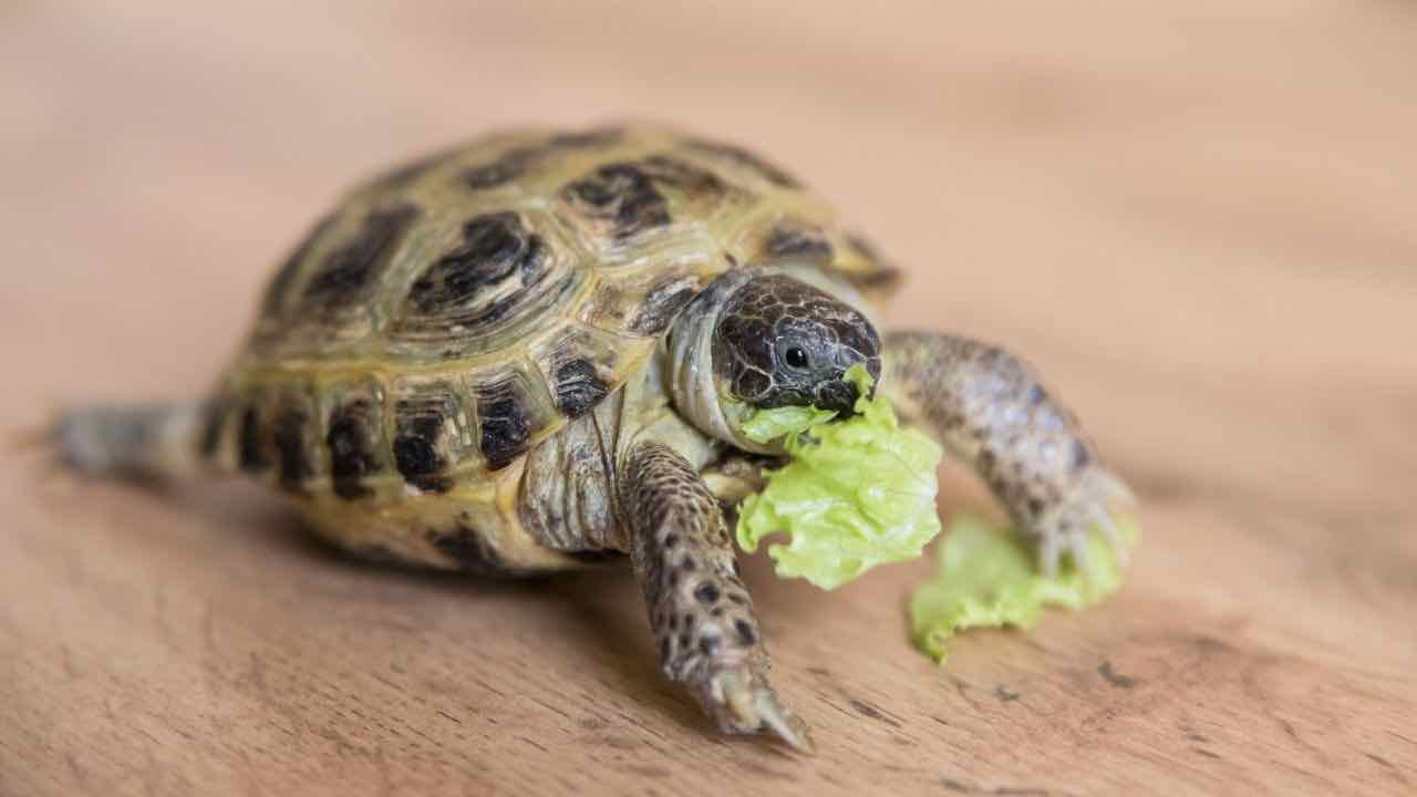 Se tua nonna ha una tartaruga, digli che la deve denunciare | cosa prevede la legge